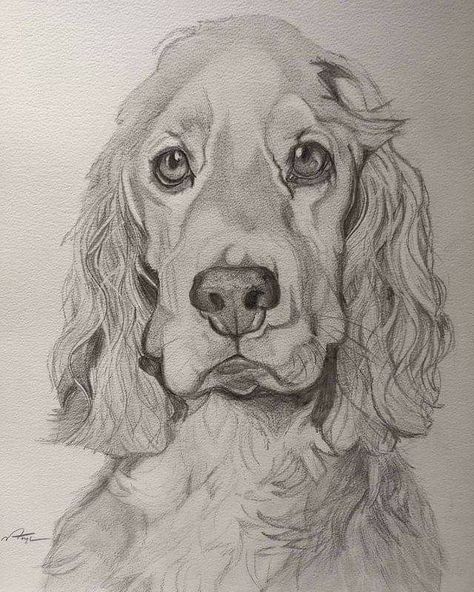 Cocker Spaniel Sketch, Dog Pencil Sketch, Cocker Spaniel Drawing, Cocker Spaniel Painting, Dog Sketches, Colorful Hairstyles, Dog Portraits Art, Spaniel Art, Puppy Drawing