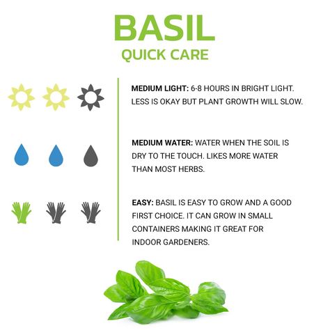 How To Grow Basil, Indoor Basil Plant, Basil Care Indoors, How To Grow Basil Outdoors, How To Grow Basil Indoors, How To Plant Basil, Easy Herbs To Grow Indoors, Basil Growing Tips, How To Grow Basil From Seed