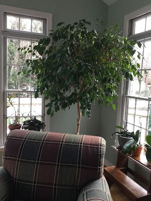 Ficus Tree Outdoor, Ficus Tree Care, Ficus Tree Indoor, Indoor Tree Plants, Fig Tree Plant, Big Indoor Plants, Tree Interior, Weeping Fig, Ficus Benjamina