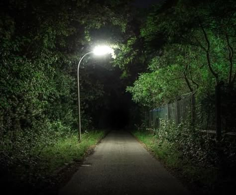 Street Light, In The Middle, The Light, The Middle, At Night, Trees, Forest, Road