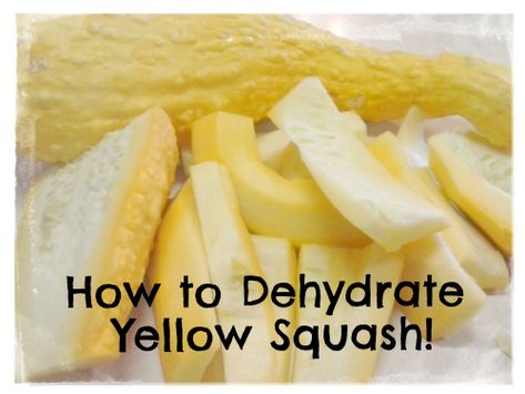 How to Dehydrate Yellow Squash — Grandma Bea's Dehydrating Yellow Squash, Dehydrated Squash, Canning Yellow Squash, Freezing Yellow Squash, Dehydrated Veggies, Dehydrating Recipes, Squash Chips, Pattypan Squash, Elderberry Bush