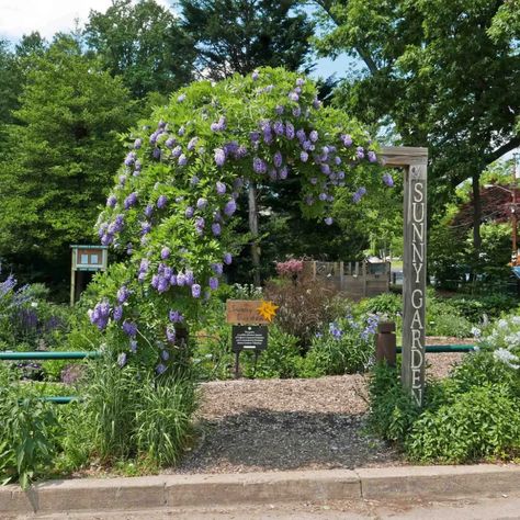 Wisteria frutescens (American Wisteria) Wisteria Trellis, Wisteria Arbor, American Wisteria, Garden Trellis Designs, Patio Trellis, Wisteria Garden, Grass Garden, Wisteria Tree, Fire Pit Landscaping