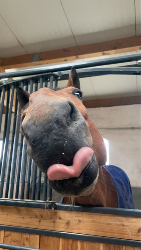 Aesthetic Horses Pictures, Cute Horse Aesthetic, Horse Cute, Horse Pfp Aesthetic, Horse Asethic Pictures, Aesthetic Horse Pics, Horse Pics, Horse Pfp, Horse Eye