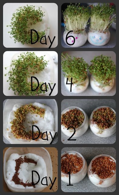 Cress Heads, Imagination Tree, School Garden, Preschool Science, Spring Activities, Gardening For Kids, Science For Kids, Science Activities, Business For Kids