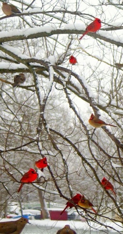 Cardinals in snow Believe In The Magic, Winter Bird, Cardinal Birds, The Magic Of Christmas, Magic Of Christmas, Bird Pictures, Pretty Birds, Red Birds, E Card