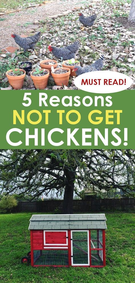 Keeping Backyard Chickens, Building A Chicken Run, Backyard Sandbox, Chicken Poop, Chicken Health, Raising Backyard Chickens, Chicken Coop Designs, Diy Projects For Beginners, Keeping Chickens