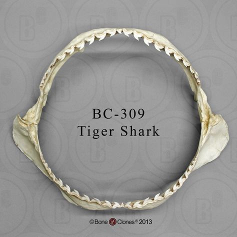 Shark Jaws Tattoo, Cardboard Sculptures, Tiger Sharks, Shark Jaw, Shark Jaws, Shark Tattoo, Cardboard Sculpture, Shark Tattoos, Tiger Shark