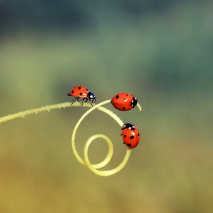 White Ladybug, Ladybug Nails, Yellow Ladybug, Ladybug Decorations, Lady Bug Tattoo, Lady Beetle, Ladybug Crafts, Ladybug Art, Native American Pictures