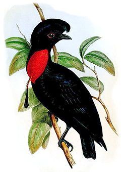 Cotingas, Bare Necked Umbrella Bird Umbrella Bird, Zoo Phonics, Bird Facts, Bird Sketch, Bird Art Print, Animal Facts, Bird Pictures, Bird Illustration, Cute Animal Pictures