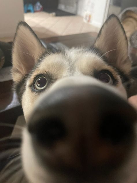 Dog Sniffing Camera, Dog Sniffing, Funny Dog Pictures, Dog Pictures, Funny Dogs, Husky, Cute Drawings, Puppies, Dogs