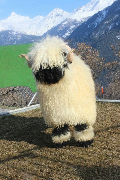 Valias Black Nose Sheep, Sheep Cute, Fluffy Sheep, Black Nose Sheep, Valais Blacknose Sheep, Baby Farm Animals, Fluffy Cows, Cute Sheep, Cute Animals Images