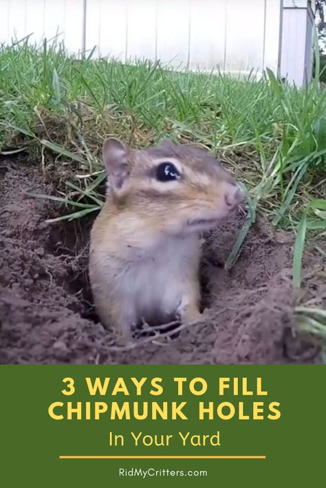 How To Get Rid Of Chipmunks, Chipmunk Repellent Homemade, How To Get Rid Of Chipmunks In Yard, Mole Removal Yard, Chipmunk Trap, Chipmunk Repellent, Get Rid Of Chipmunks, Ontario Garden, Get Rid Of Groundhogs