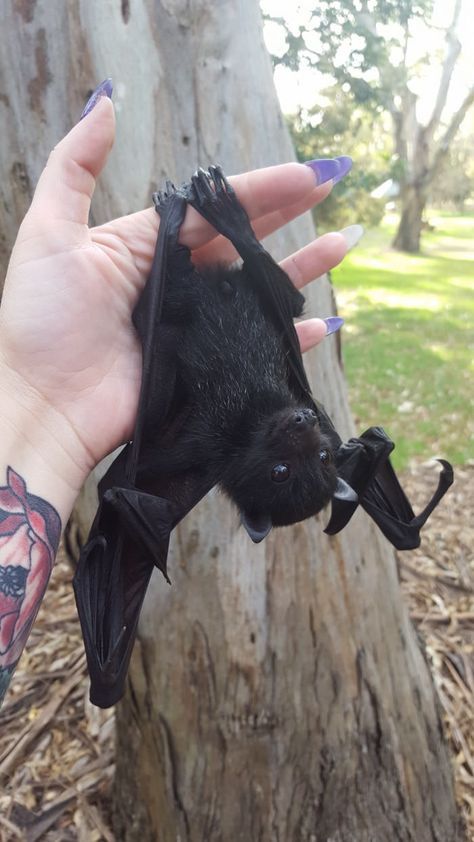 Animals Tattoo, Fruit Bat, Baby Bats, Cute Bat, Pretty Animals, Black Bat, Silly Animals, Cute Creatures, Animal Photo