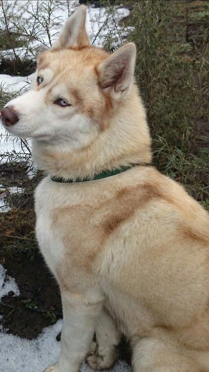 Red Husky, Strawberry Blond, Cute Husky, Husky Lover, Siberian Husky Dog, Puppy Paws, Siberian Huskies, Snow Dogs, Husky Puppy