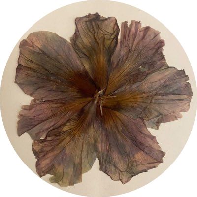 Brown Flowers Aesthetic, Dry Flowers Aesthetic, Brown Aesthetic Flower, Brown Aesthetic Pfp, Dried Flowers Aesthetic, Brown Moodboard, Saint Agatha, Mount Etna, Pixie Hollow