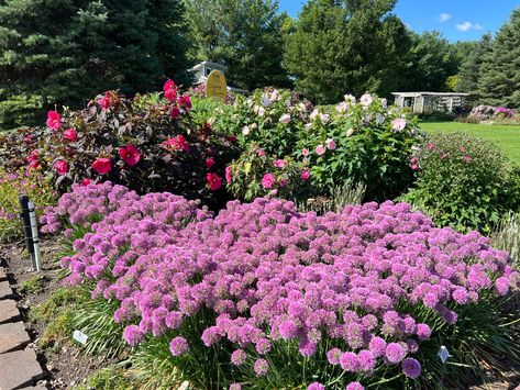 What do you think of this sea of Serendipity? I love Allium, it has such a different texture than most plants in the garden. Some people don't like the smell, but it doesn't really bother me and it is great for those who have deer and rabbit issues! Alum Serendipity Plant, Serendipity Allium, Allium Serendipity, Millenium Allium Flowers, Millennial Allium, Allium Aflatunense, Ornamental Onion, Proven Winners Perennials, Deer And Rabbit