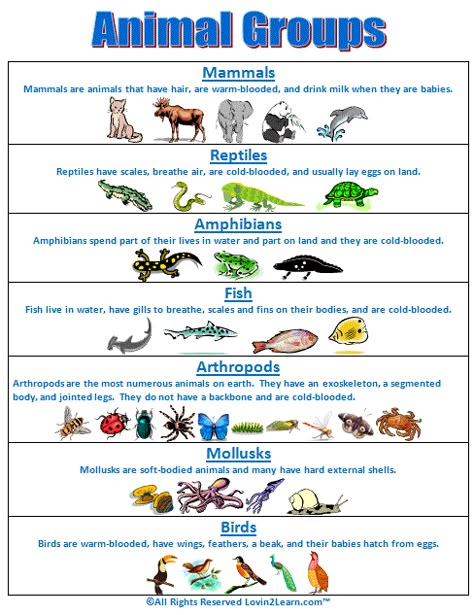 Super Subjects - Super Science - Life Science - Animal Groups - Animal Groups Chart Grade 3 Crafts Ideas, Animal Classification Chart, Animals Classification, Kindergarten Animals, Classification Of Animals, Animals Group, Groups Of Animals, Classifying Animals, Kid Science