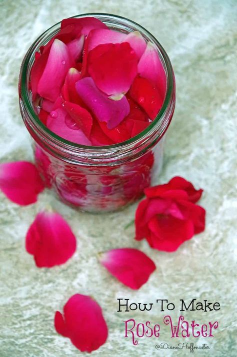 Easy DIY Rose Water Uses For Rose Water, Make Rose Water, Rose Water Benefits, Homemade Rose Water, Rose Water Diy, How To Make Water, Fresh Rose Petals, How To Make Rose, Natural Beauty Recipes