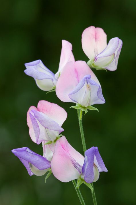 Lathyrus Odoratus, Growing Sweet Peas, Ornamental Cabbage, Sarah Raven, Sweet Pea Seeds, Dreamy Garden, Sweet Pea Flowers, Plant Seedlings, Sweet Peas