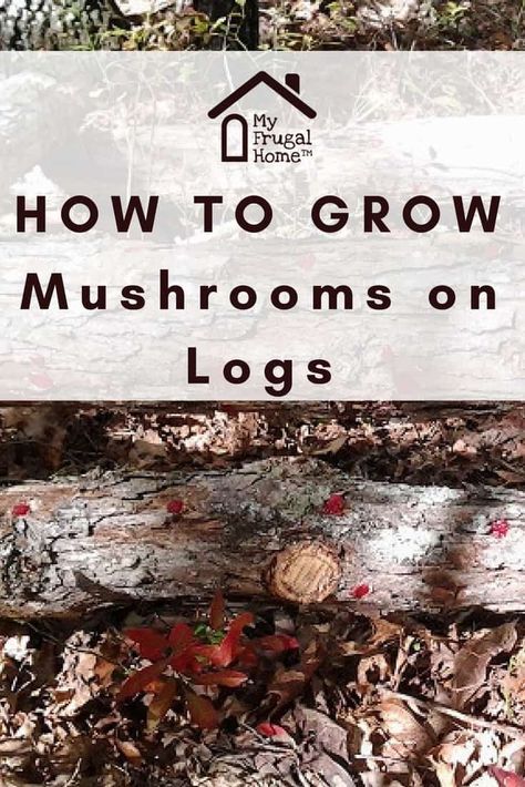 How To Grow Mushrooms, Fig Tree Plant, Grow Mushrooms, Growing Mushrooms At Home, Tomato Farming, Backyard Chicken Farming, Mushroom Cultivation, Organic Pest Control, Garden Mushrooms