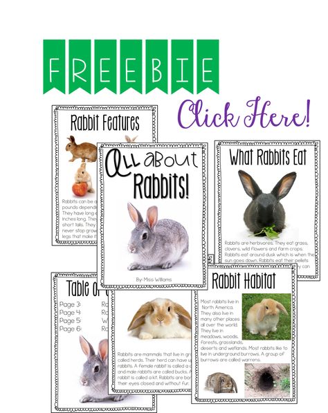 Free rabbit informational text! Rabbit Habitat School Project, Rabbit Classroom Theme, Rabbit Kindergarten Activities, Rabbit Activities, Rabbit Rule Spelling, Facts About Rabbits, Pet Care Printables, Rabbit Images, All About Rabbits