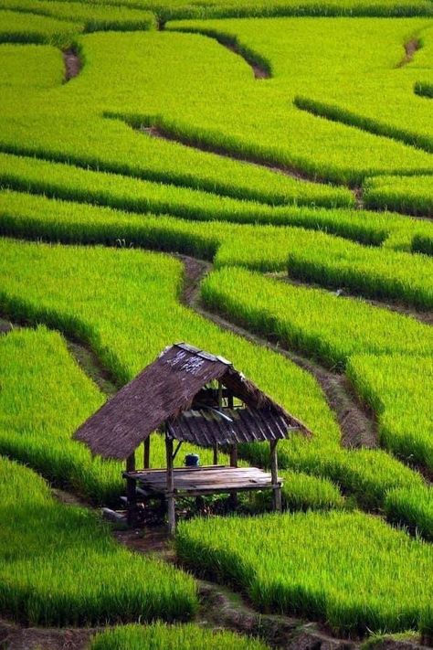 Thai Rice, Green Rice, Rice Field, Building Concept, Lush Green, Lush, Golf Courses, Concept Art, Arch