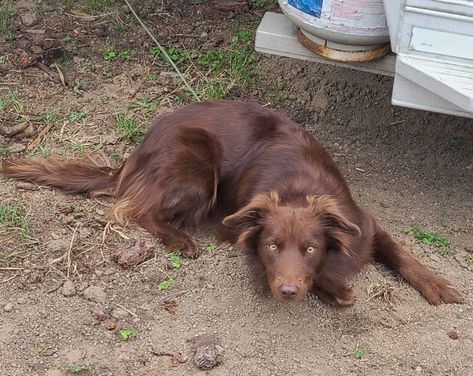 Mutt Dog Aesthetic, Blue Border Collie, Brown Border Collie, Border Collie Colors, Red Border Collie, White Border Collie, Mutt Dog, Giant Dog Breeds, Brown Border