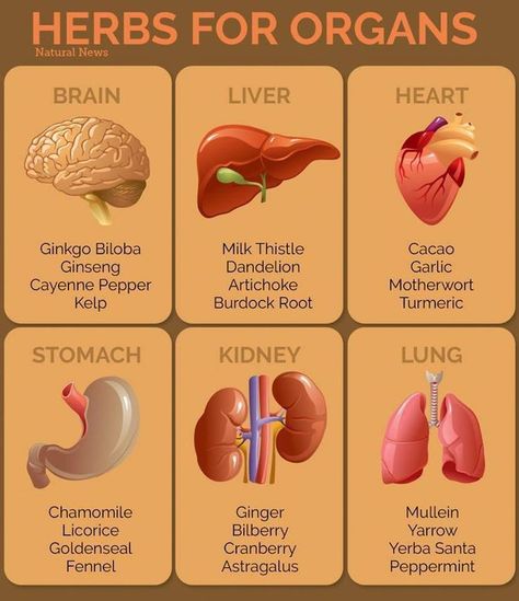 Herbal Healing, Home Health Remedies, Herbs For Health, Liver Health, Healing Food, Natural Health Remedies, Healing Herbs, Medicinal Herbs, Natural Medicine