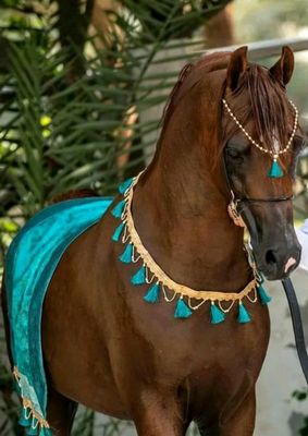 Arabian Costumes, Arabian Horse Costume, Ahal Teke, Arabic Horse, Horse Costume, Royal Horse, Impossible Pie, Horse Show Clothes, Horse Mane