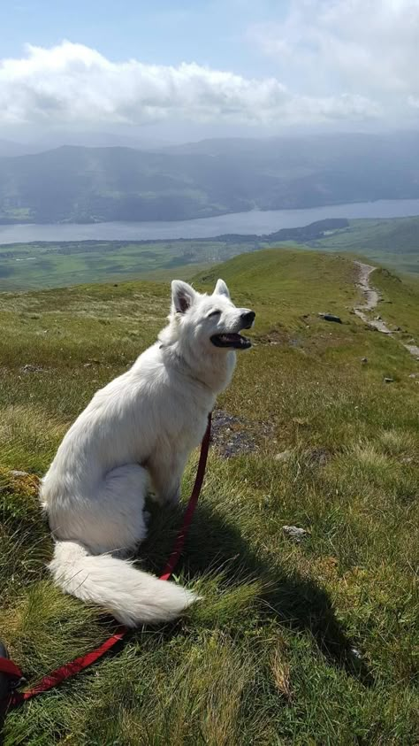 White Gsd, Service Dogs Breeds, Pretty Dog, Dog Anatomy, White German Shepherd, Dog Photoshoot, Pretty Dogs, Reptiles Pet, Photoshoot Inspo