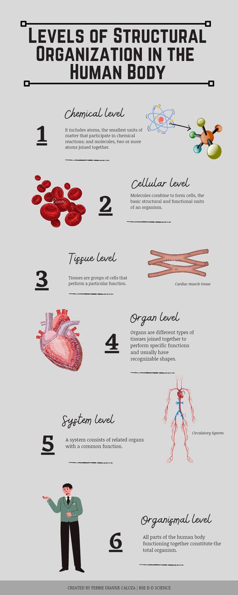 Levels Of Structural Organization, Level Of Organization Anatomy, Levels Of Organization In An Organism, Chemical Level Of Organization Notes, Levels Of Organization Anatomy, Human Body Systems Notes Aesthetic, Body Organization Human Anatomy, Sensory Organs Anatomy, Level Of Organization Biology