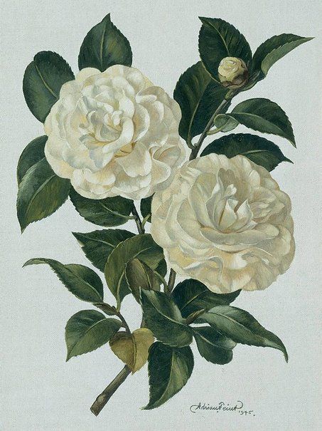 White Camellia, Camellia Flower, Vintage Botanical Prints, Botanical Painting, Scientific Illustration, Botanical Drawings, Plant Illustration, Digital Flowers, Botanical Flowers