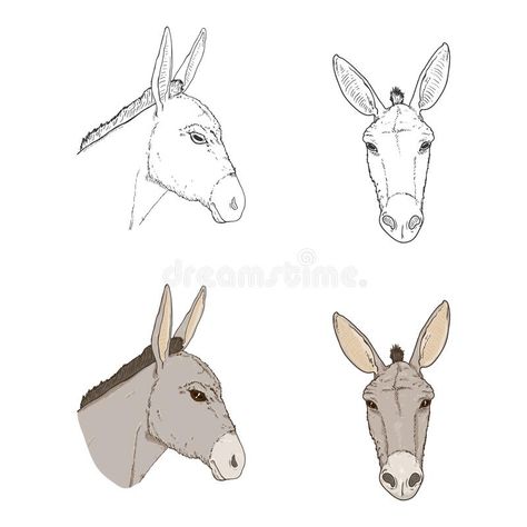 Donkey Head Drawing, Animal Teeth Drawing, Drawing Donkey, Donkey Face, Donkey Head, Teeth Drawing, Smile Drawing, Head Drawing, Animal Teeth