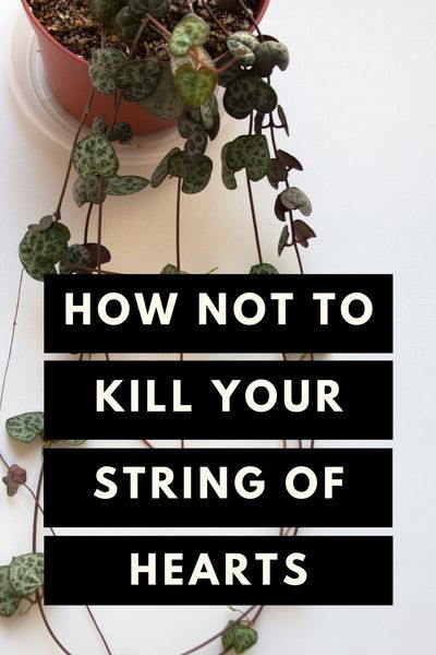 Heart Of Strings Plant, String Of Hearts Care Tips, Fall Gardening Ideas, String Of Hearts Plant, Heart Plant, Ideas Garden Design, Ceropegia Woodii, Plant Care Guide, Plants Care