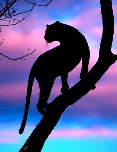 Photo | Leopard Silhouette detail - ©Schoeman (via 500px) if… | Flickr Silhouette Painting, Animal Silhouette, Airbrush Art, Small Canvas Art, Silhouette Art, African Animals, Alam Yang Indah, Pastel Art, Canvas Art Painting