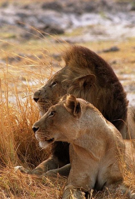 lion and lioness Lion Couple, Lion And Lioness, Lion Love, Wild Kingdom, Lion Pictures, Like A Lion, Cheetahs, Side Profile, African Animals