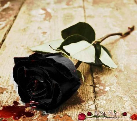 #blood #rose #bloodrose #goth ##gothrose Black Rose Flower, Rose Violette, Black Roses, Dark Rose, Planting Roses, Purple Love, All Things Purple, Black Flowers, Rose Wallpaper