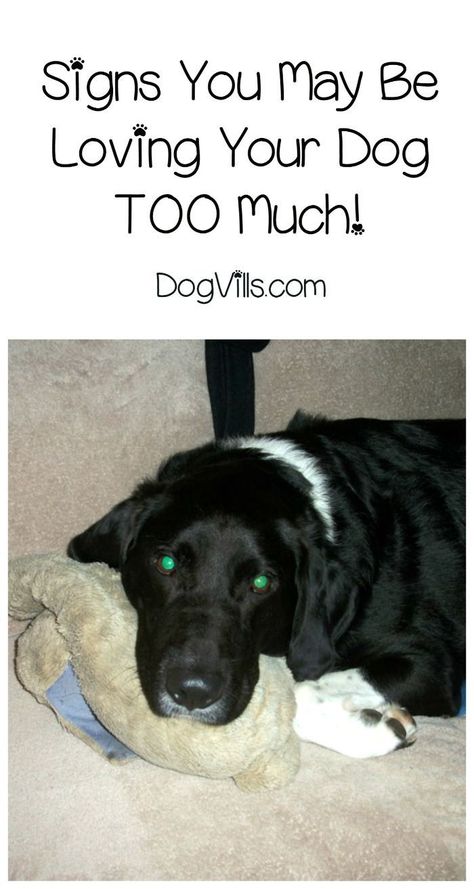 Are you overdoing it when it comes to loving your dog? Check out these signs we learned from Pawculture to see if you're loving Fido just a little too much! #ad #PawCulture House Training Dogs, Dog Training Advice, Dog Brain, Calm Dogs, Dog Info, Dog Tips, Dog Care Tips, Pet Care Tips, Dog Obedience