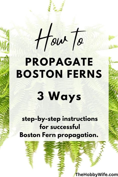 how to propagate Boston ferns Overwintering Boston Ferns, How To Care For Boston Ferns Indoors, How To Propagate Boston Fern, Boston Fern Propagation, Propagating Ferns, Propagate Ferns, Fern Propagation, Dividing Plants, Macho Fern