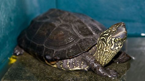 Behavior Brief | The Scientist Magazine® Pond Turtle, Freshwater Turtles, Turtle Facts, Tortoise Habitat, Galapagos Tortoise, Turtle Pond, Conservation Biology, Giant Tortoise, Pet Turtle