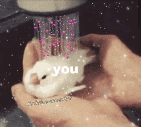 Comfort Reaction Pic, Wholesome Texts, Duck Memes, Bird Meme, Love You Meme, Positive Memes, Wholesome Pictures, Cute Text Quotes, Cute Love Memes