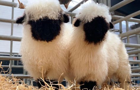 About The Valais Blacknose Sheep Breed Swiss Sheep, Mundane Beauty, Valais Sheep, Blacknose Sheep, Valais Blacknose, Valais Blacknose Sheep, Fluffy Sheep, Sheep Breeds, Black Nose