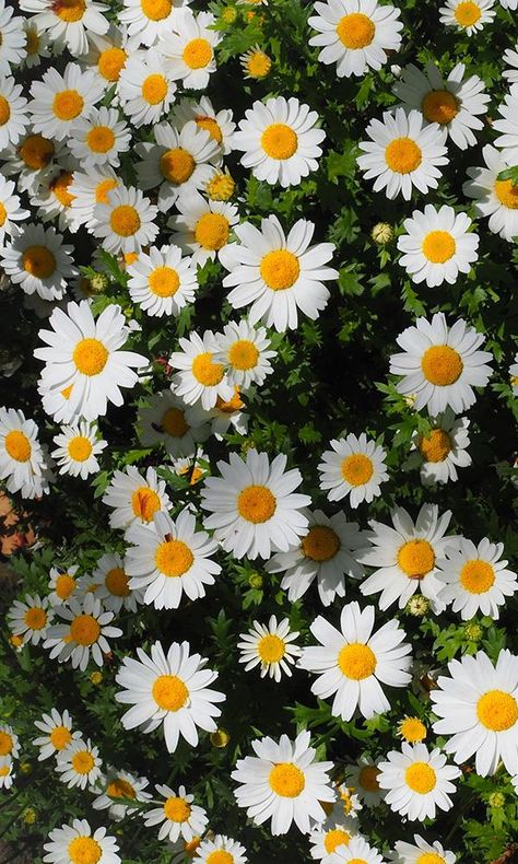 overgrowth daisies living wall wallpaper mural I Phone 7 Wallpaper, Nature Mural, Kule Ting, Wallpaper Cantik, Daisy Wallpaper, Belle Nature, Flowers Photography Wallpaper, Nothing But Flowers, Cute Flower Wallpapers