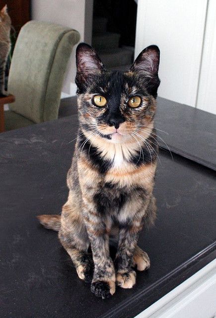 Tortoiseshell Cats, Tortie Cat, Cat Calico, Purebred Cats, Kitten Images, Tortoise Shell Cat, Grey Cat, Gorgeous Cats, Blue Cat