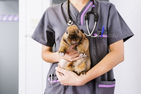 Veterinarian doctor is making a check up of a rabbit. by nunezimage. Veterinarian doctor is making a check up of a rabbit. Veterinary Concept. #Sponsored #making, #check, #Veterinarian, #doctor Vet Pictures, Veterinarian Doctor, Veterinary Medicine, Graduation Pictures, Dream Job, Veterinarian, Stock Photos