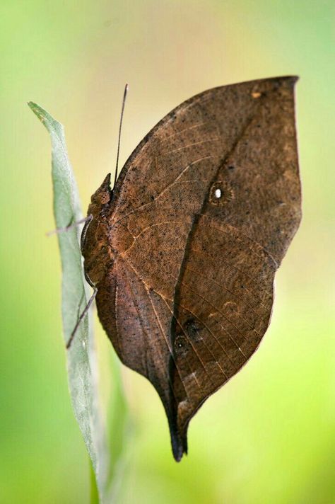 Kallima inachus Camouflage Animal, Leaf Butterfly, Moth Caterpillar, Butterfly Illustration, Beautiful Bugs, Flying Insects, Butterfly Pictures, Arthropods, Airbrush Art