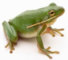 American Green Tree Frog, Types Of Frogs, Rainbow Story, Green Tree Frog, Pet Frogs, Tree Frog, Green Frog, Frog And Toad, Tree Frogs