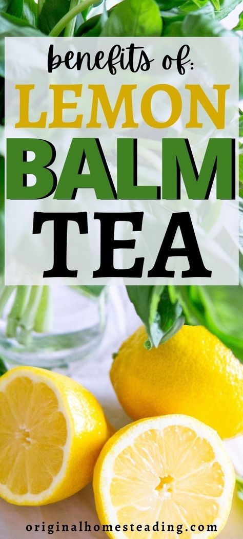 Health Benefits Of Lemon Balm Tea, Health Benefits Of Lemon Balm, Lemon Balm Leaf Benefits, Things To Do With Lemon Balm, Recipes With Lemon Balm, How To Make Lemon Balm Tea, Lemon Balm Uses Benefits Of, How To Use Lemon Balm, Lemon Balm Recipes Ozempic