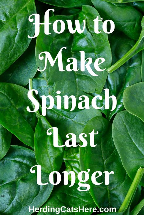 How To Store Fresh Spinach, How To Preserve Spinach Leaves, How To Keep Produce Fresh Longer, Spinach Leaves Recipe, How To Keep Spinach Fresh Longer, How To Preserve Spinach, How To Keep Spinach Fresh In Fridge, How To Keep Mushrooms Fresh Longer, How To Store Spinach In Fridge