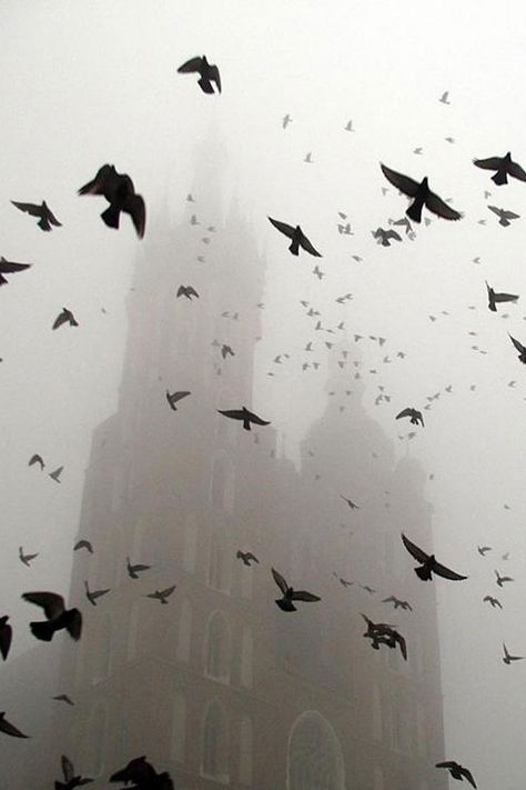 The tolling of the bell and the flight of the raven. Photos Animals, Story Pictures, Foggy Day, Phrase Quotes, Black Parade, Flock Of Birds, Foto Art, Cloudy Day, Pics Art